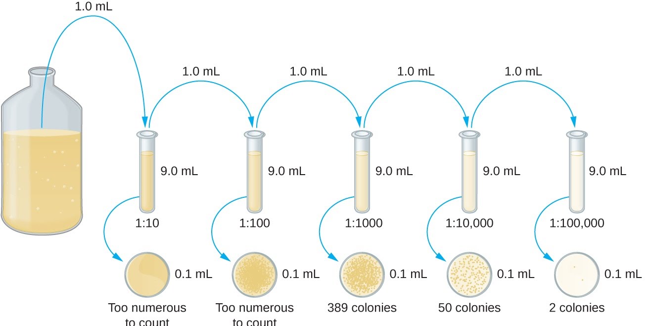 microbiology serial dilution examples